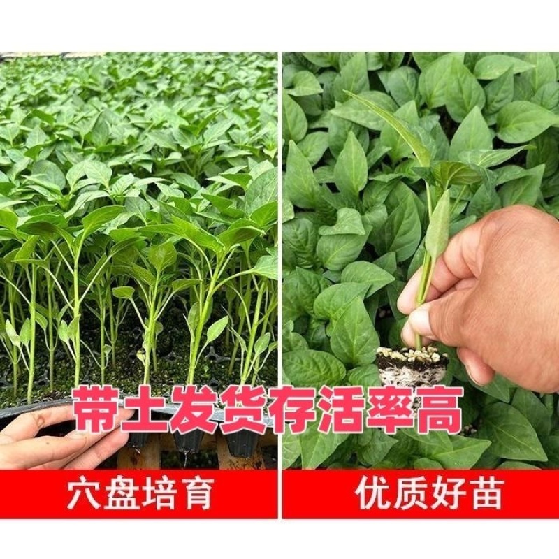 辣椒苗辣子苗尖椒苗线椒螺丝椒方椒杭椒青椒薄皮椒四季寿光