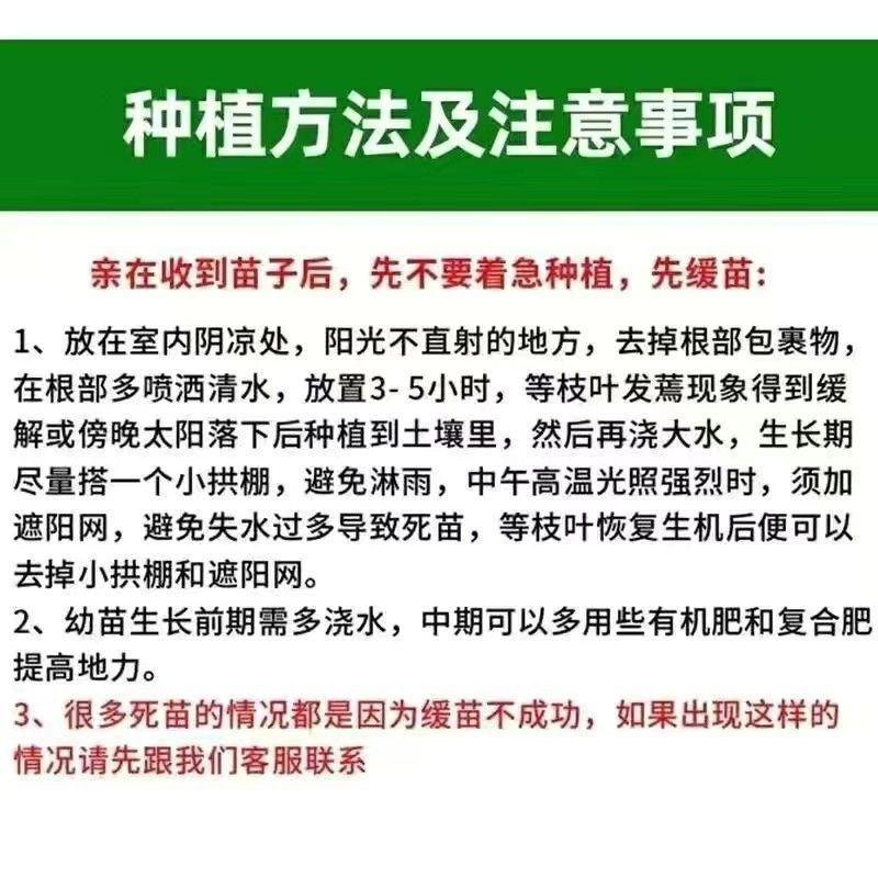 辣椒苗辣子苗尖椒苗线椒螺丝椒方椒杭椒青椒薄皮椒四季寿光