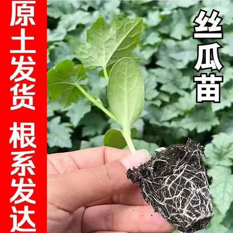 丝瓜苗带土秧苗高产肉丝瓜苗长丝瓜苗苗棱角丝瓜苗寿光直发