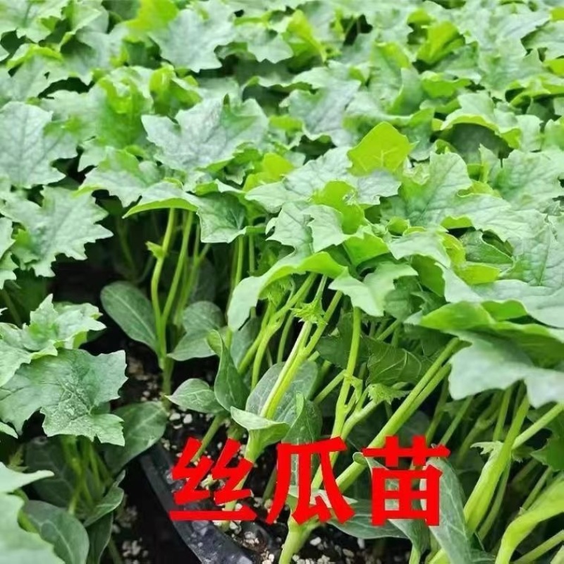 丝瓜苗带土秧苗高产肉丝瓜苗长丝瓜苗苗棱角丝瓜苗寿光直发