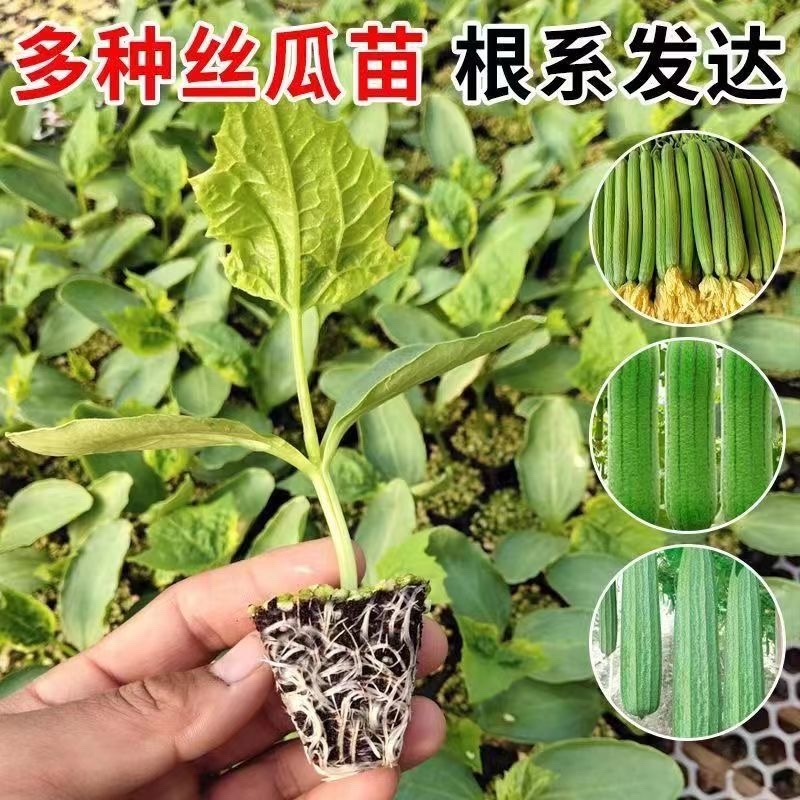 丝瓜苗带土秧苗高产肉丝瓜苗长丝瓜苗苗棱角丝瓜苗寿光直发
