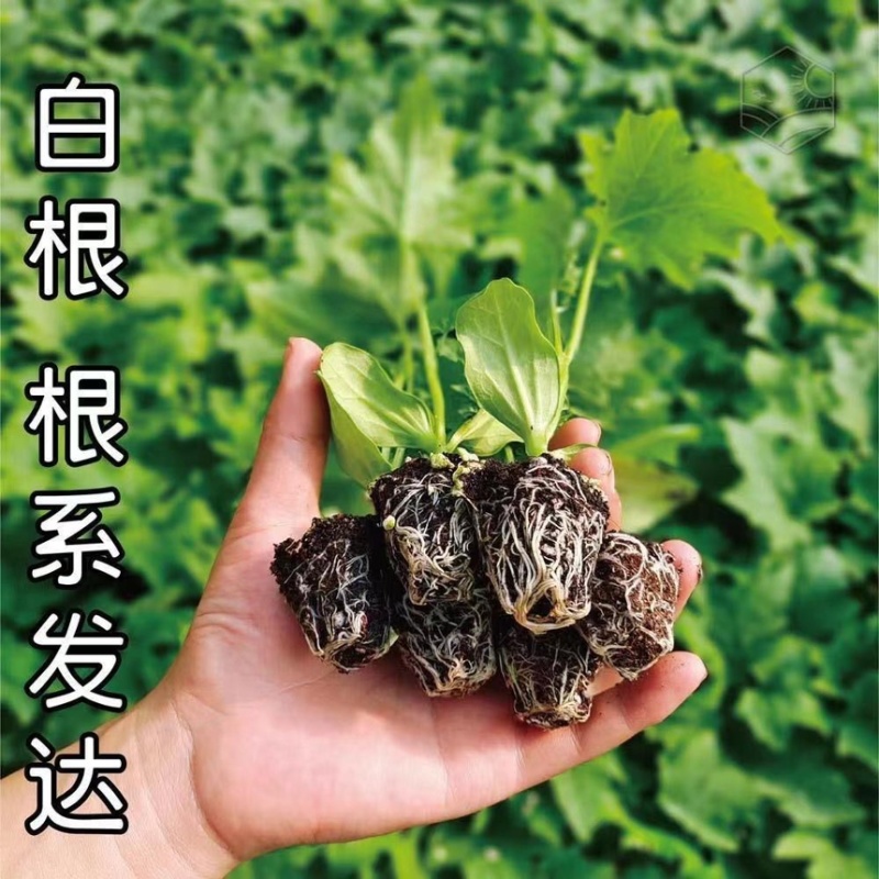 丝瓜苗带土秧苗高产肉丝瓜苗长丝瓜苗苗棱角丝瓜苗寿光直发