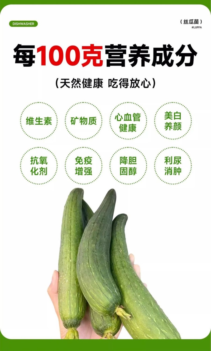 丝瓜苗带土秧苗高产肉丝瓜苗长丝瓜苗苗棱角丝瓜苗寿光直发