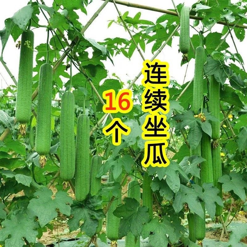 丝瓜苗带土秧苗高产肉丝瓜苗长丝瓜苗苗棱角丝瓜苗寿光直发