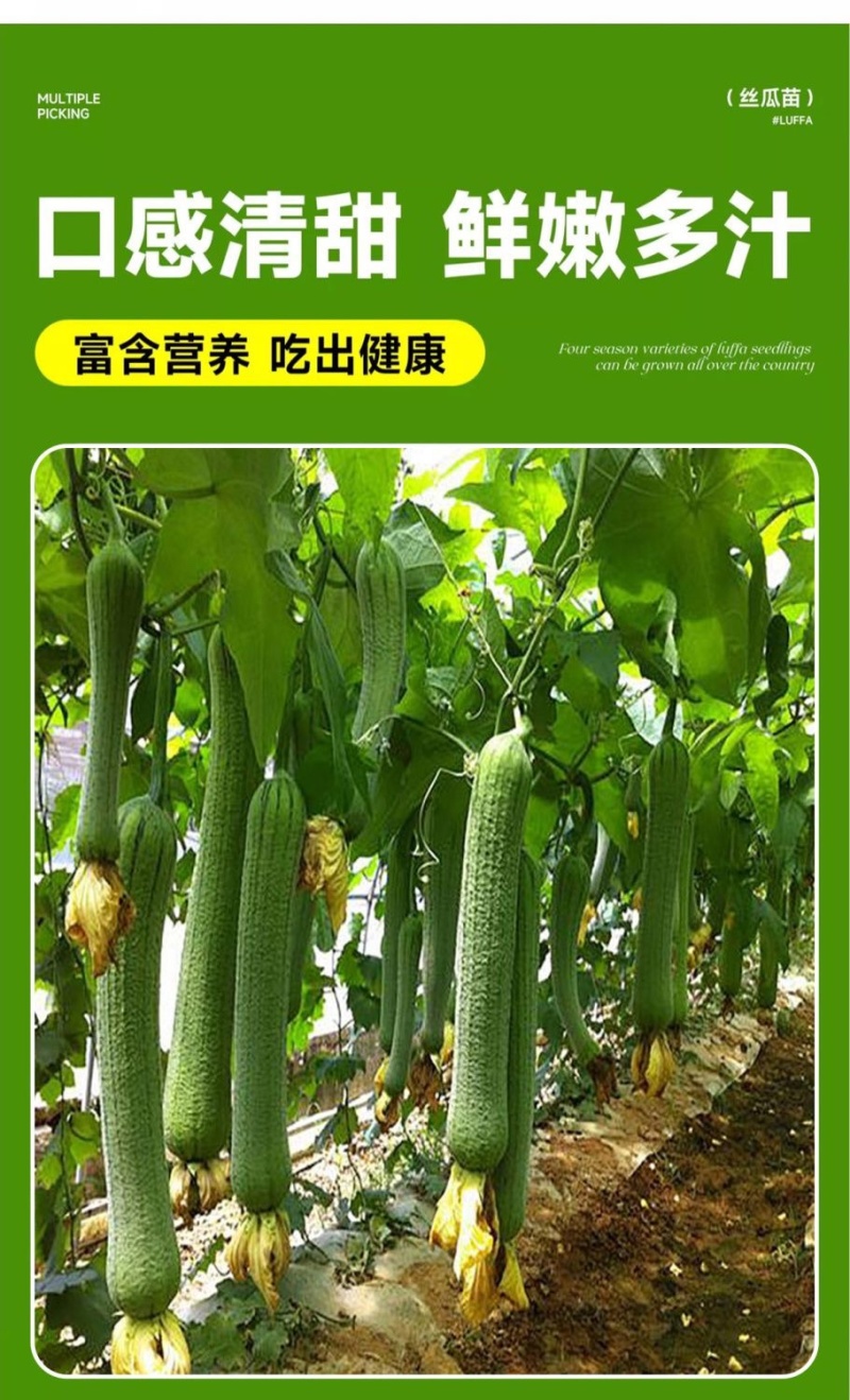 丝瓜苗带土秧苗高产肉丝瓜苗长丝瓜苗苗棱角丝瓜苗寿光直发