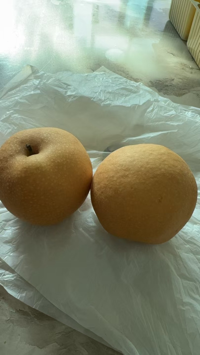 河北省邢台市宁晋县秋月梨代售，汁水足甜
