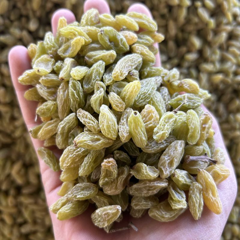 新疆吐鲁番绿无核白葡萄干，都是今年现货，