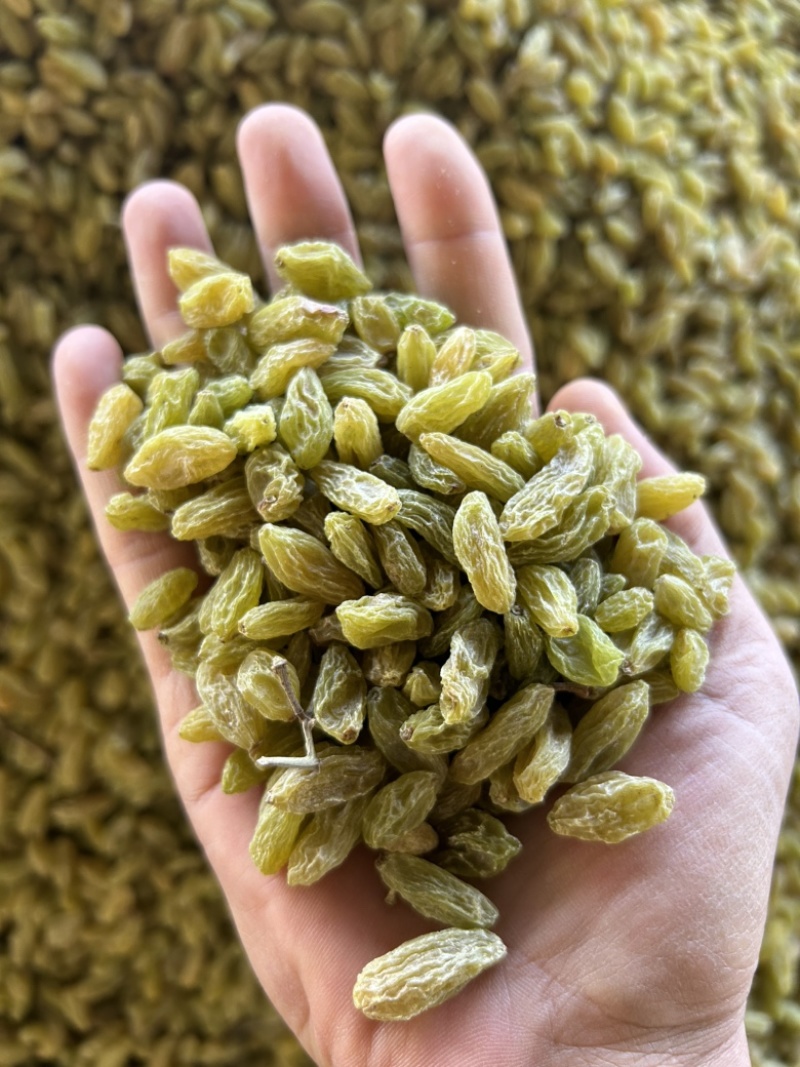 新疆吐鲁番绿无核白葡萄干，都是今年现货，