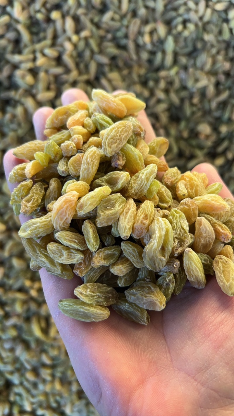新疆吐鲁番绿无核白葡萄干，都是今年现货，