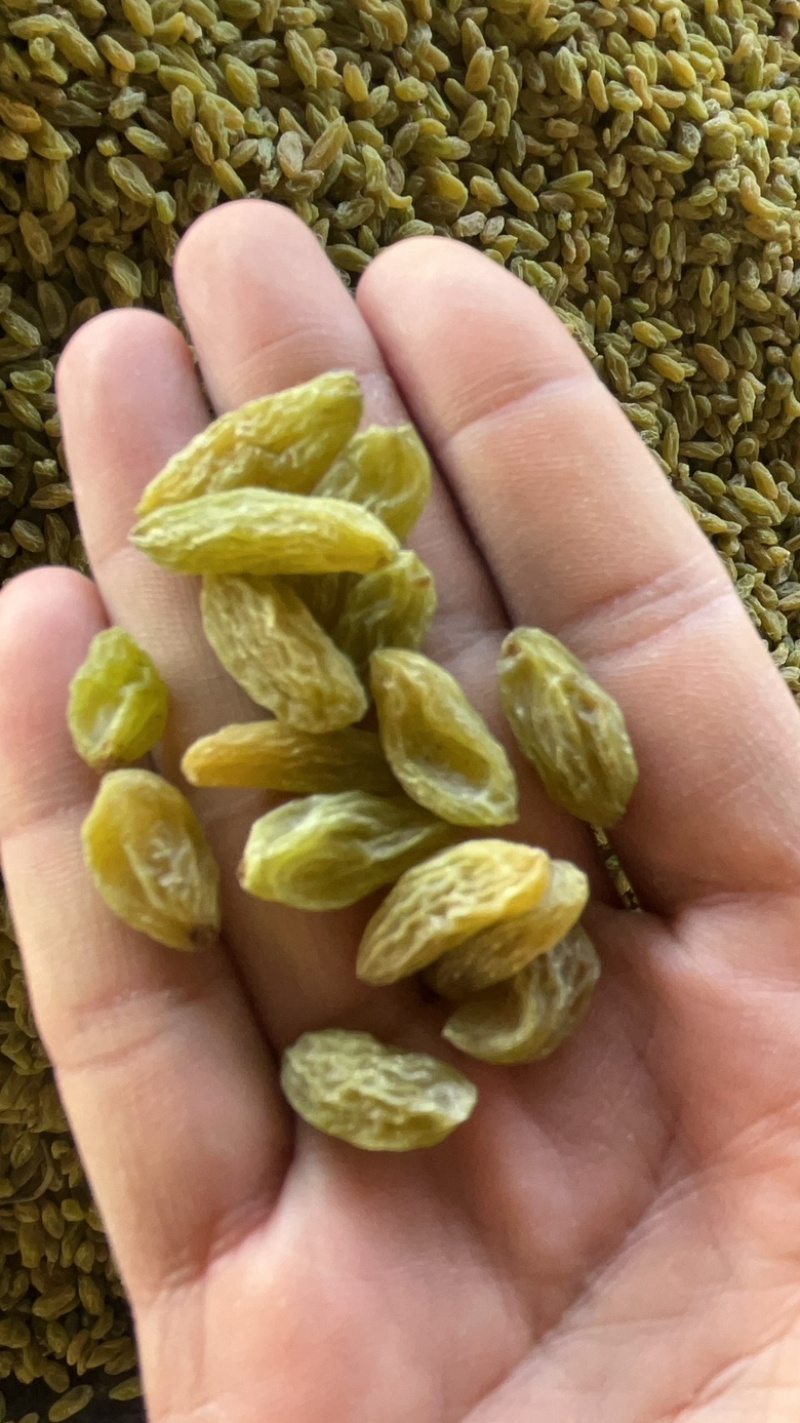 新疆吐鲁番绿无核白葡萄干，都是今年现货，