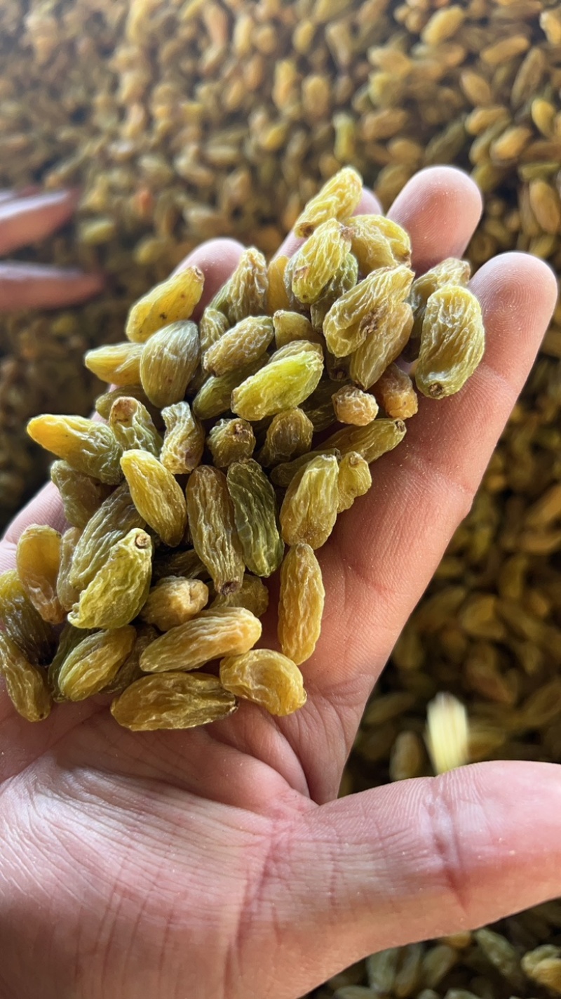 新疆吐鲁番绿无核白葡萄干，都是今年现货，