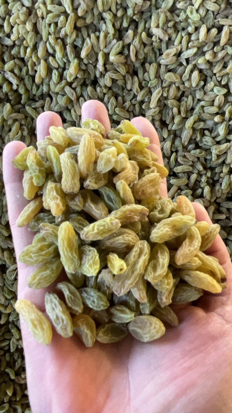新疆吐鲁番绿无核白葡萄干，都是今年现货，