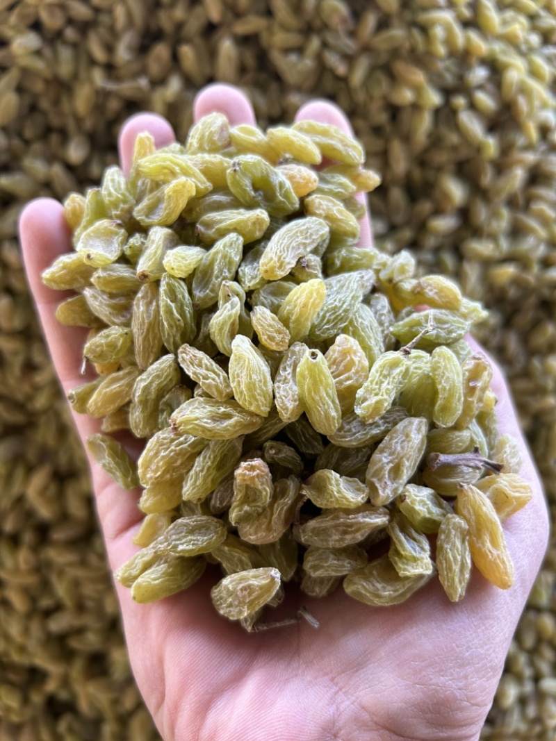 新疆吐鲁番绿无核白葡萄干，都是今年现货，