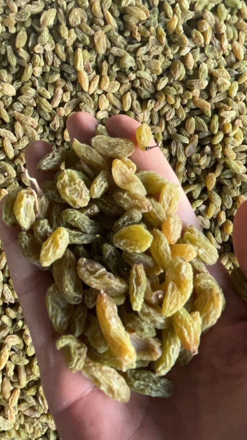 新疆吐鲁番绿无核白葡萄干，都是今年现货，