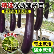 茄子苗圆茄长茄线茄绿茄牛心烧烤茄糯茄高产蔬菜苗子苗长直发