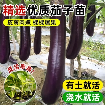 茄子苗圆茄长茄线茄绿茄牛心烧烤茄糯茄高产蔬菜苗子苗长直发