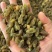 新疆葡萄干量大从优品质保障一手货源欢迎电联