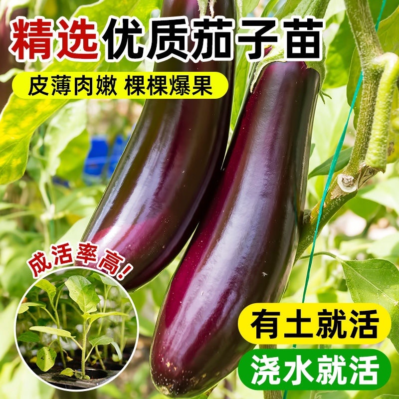 茄子苗圆茄长茄线茄绿茄牛心烧烤茄糯茄高产蔬菜苗子苗长直发