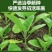 茄子苗圆茄长茄线茄绿茄牛心烧烤茄糯茄高产蔬菜苗子苗长直发