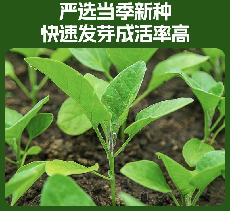 茄子苗圆茄长茄线茄绿茄牛心烧烤茄糯茄高产蔬菜苗子苗长直发