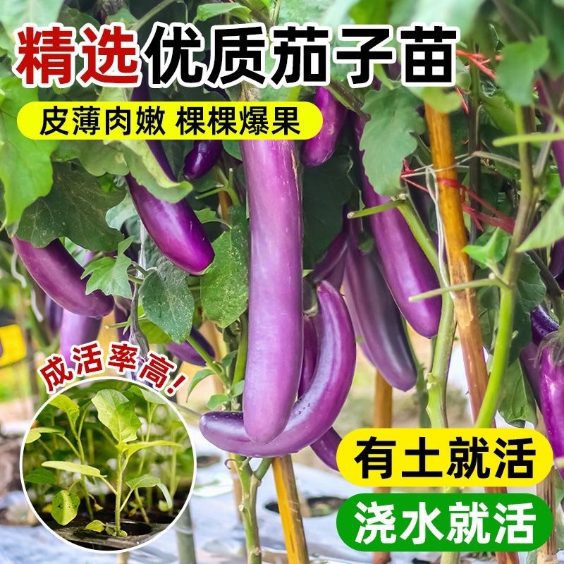茄子苗圆茄长茄线茄绿茄牛心烧烤茄糯茄高产蔬菜苗子苗长直发