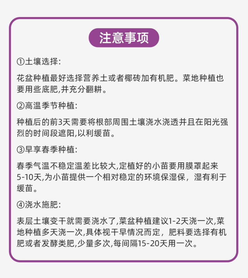 茄子苗圆茄长茄线茄绿茄牛心烧烤茄糯茄高产蔬菜苗子苗长直发