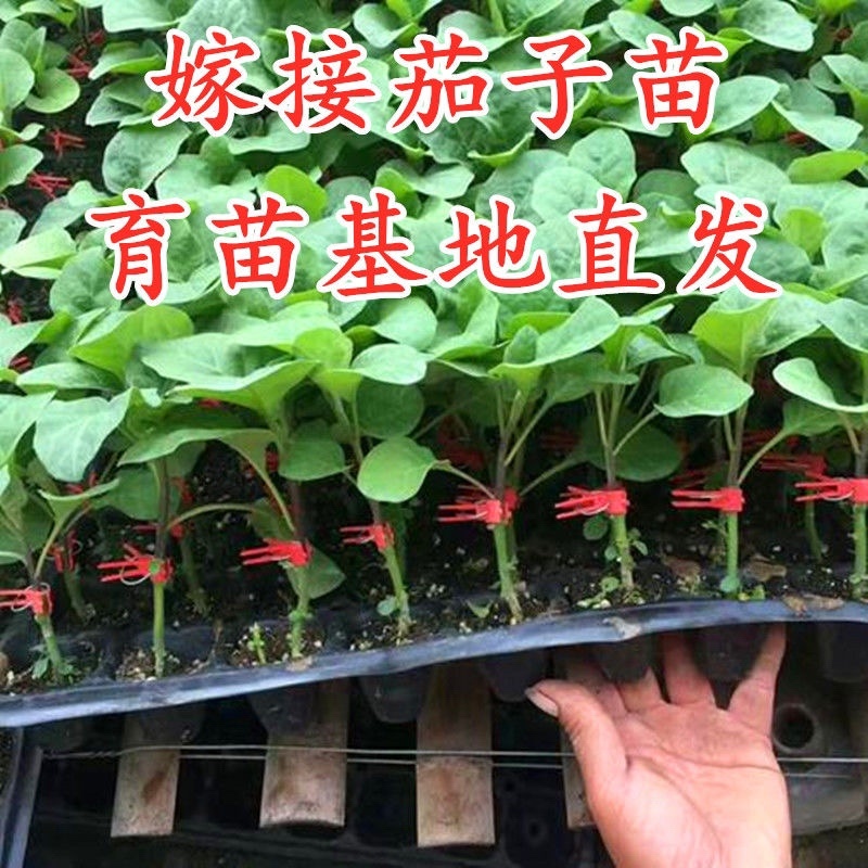茄子苗圆茄长茄线茄绿茄牛心烧烤茄糯茄高产蔬菜苗子苗长直发