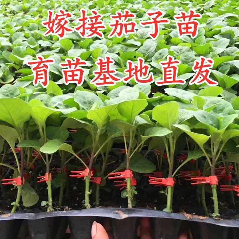 茄子苗圆茄长茄线茄绿茄牛心烧烤茄糯茄高产蔬菜苗子苗长直发