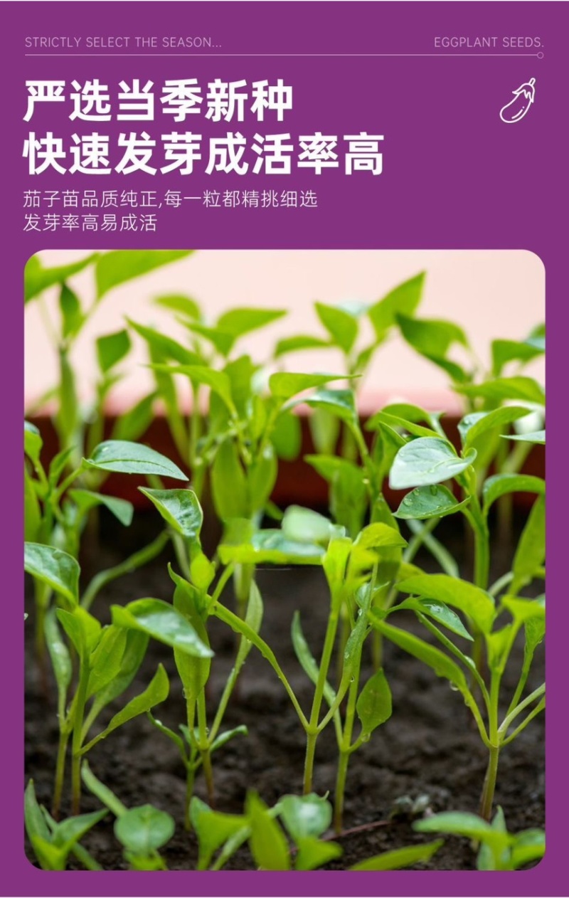 茄子苗圆茄长茄线茄绿茄牛心烧烤茄糯茄高产蔬菜苗子苗长直发