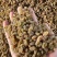 新疆葡萄干量大从优品质保障一手货源欢迎电联