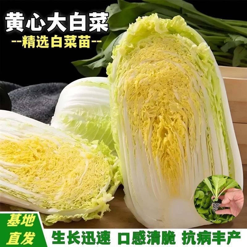 黄心大白菜苗秧带土苗山东寿光发货秋冬季