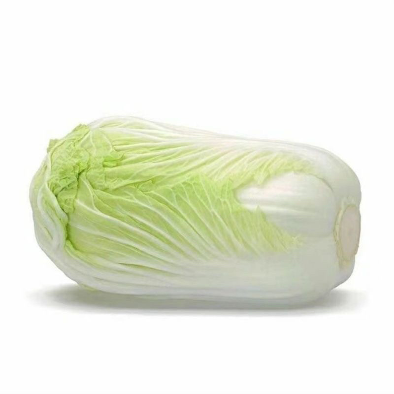 黄心大白菜苗秧带土苗山东寿光发货秋冬季
