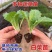 黄心大白菜苗秧带土苗山东寿光发货秋冬季