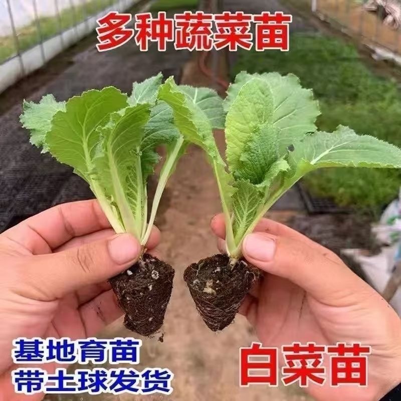 黄心大白菜苗秧带土苗山东寿光发货秋冬季