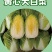 黄心大白菜苗秧带土苗山东寿光发货秋冬季