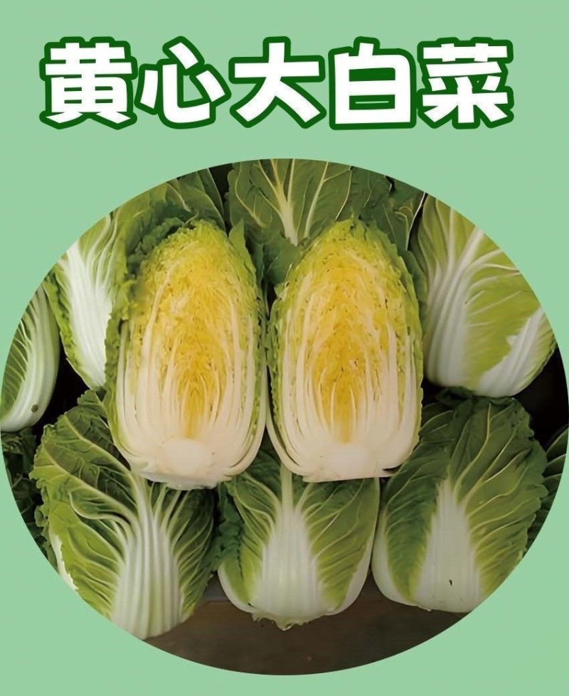 黄心大白菜苗秧带土苗山东寿光发货秋冬季
