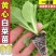 黄心大白菜苗秧带土苗山东寿光发货秋冬季