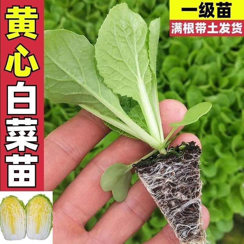 黄心大白菜苗秧带土苗山东寿光发货秋冬季