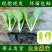 黄心大白菜苗秧带土苗山东寿光发货秋冬季