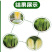黄心大白菜苗秧带土苗山东寿光发货秋冬季