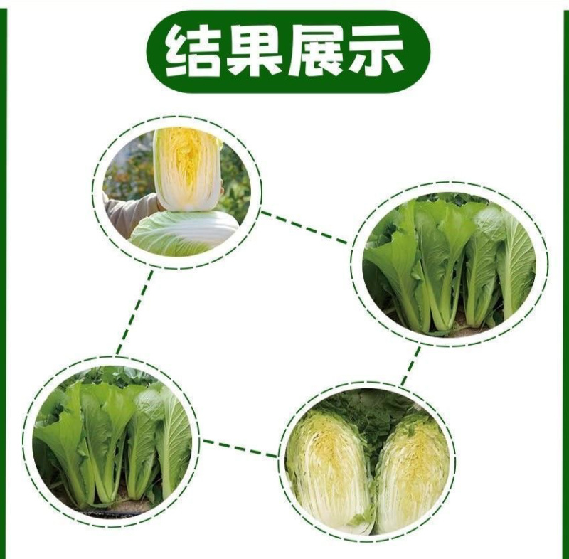 黄心大白菜苗秧带土苗山东寿光发货秋冬季
