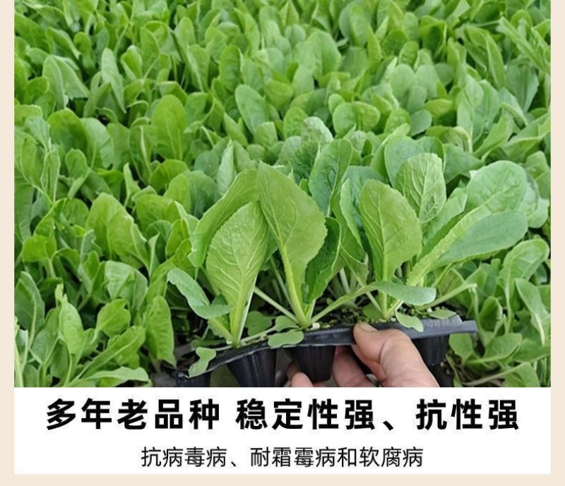 黄心大白菜苗秧带土苗山东寿光发货秋冬季