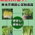 黄心大白菜苗秧带土苗山东寿光发货秋冬季