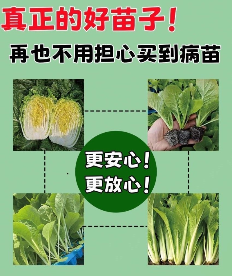 黄心大白菜苗秧带土苗山东寿光发货秋冬季
