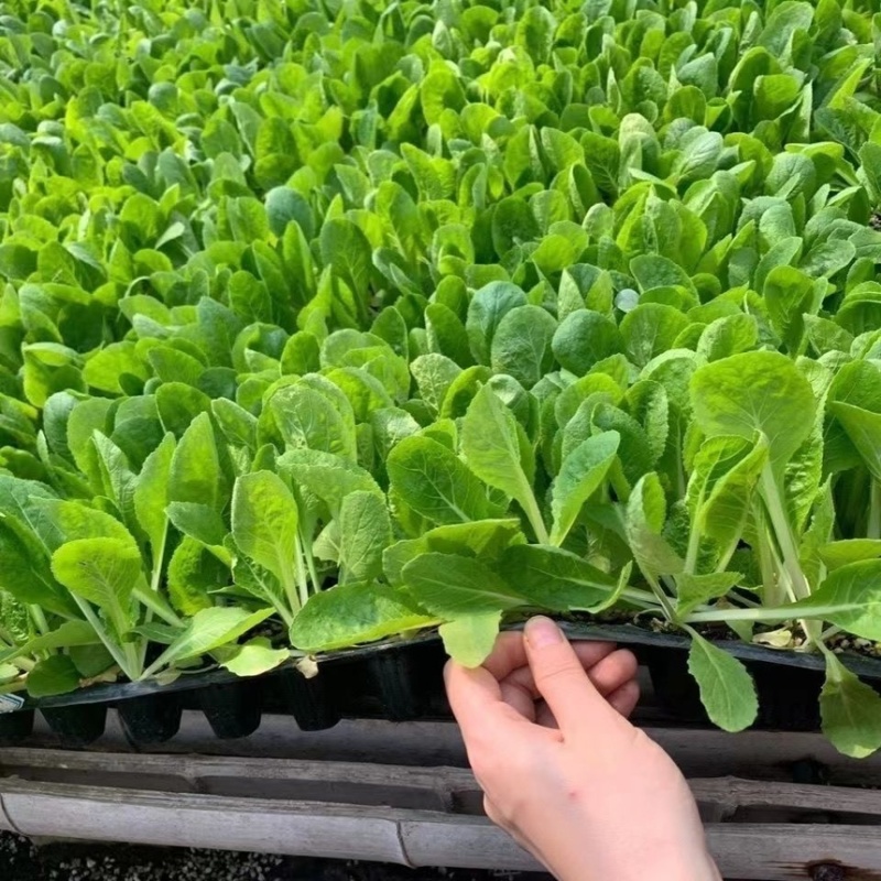 黄心大白菜苗秧带土苗山东寿光发货秋冬季