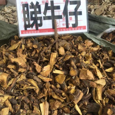 睇牛仔中药材干苦里根苦李根狐狸根拿柳山黑黎罗根掌牛