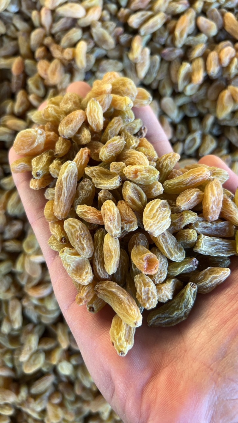 新疆吐鲁番无核白葡萄干黄，都是现在，量大从优
