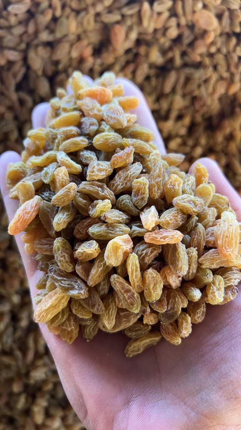 新疆吐鲁番无核白葡萄干黄，都是现在，量大从优
