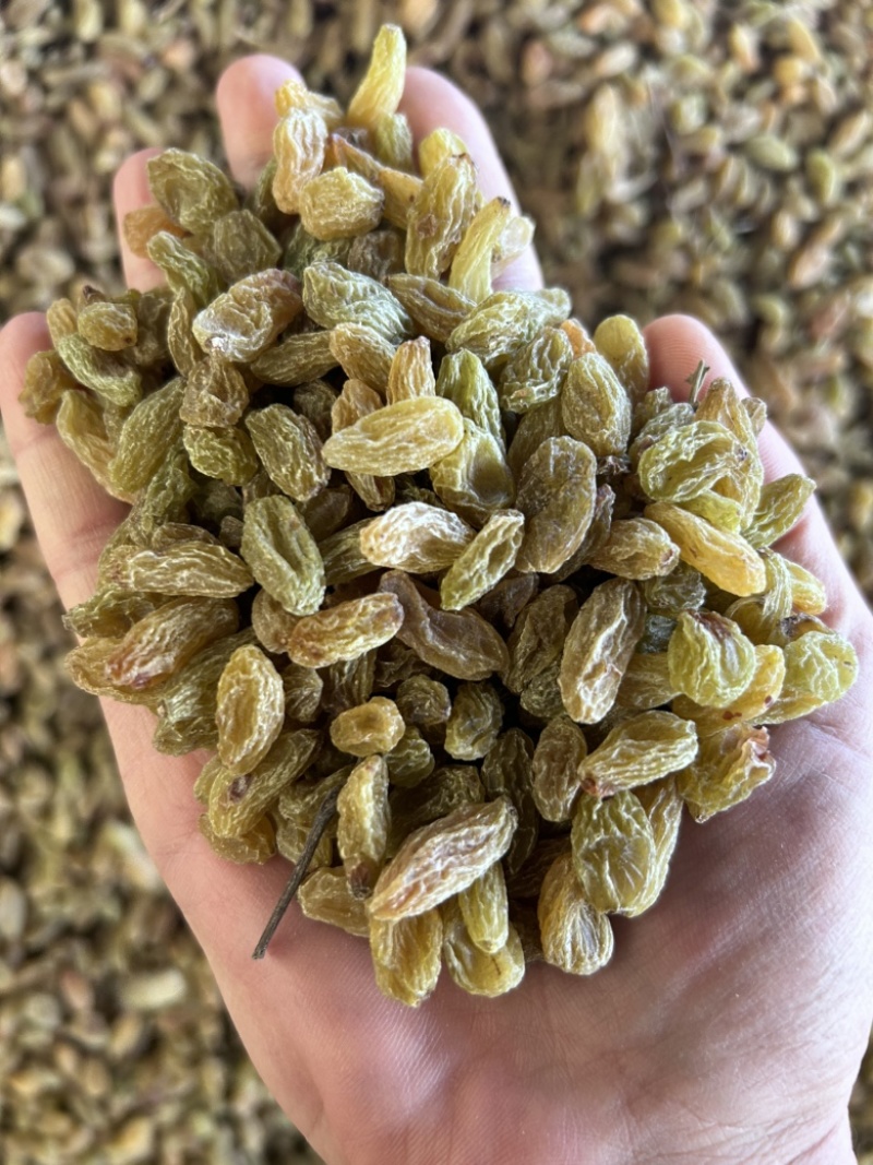 新疆吐鲁番无核白葡萄干黄，都是现在，量大从优