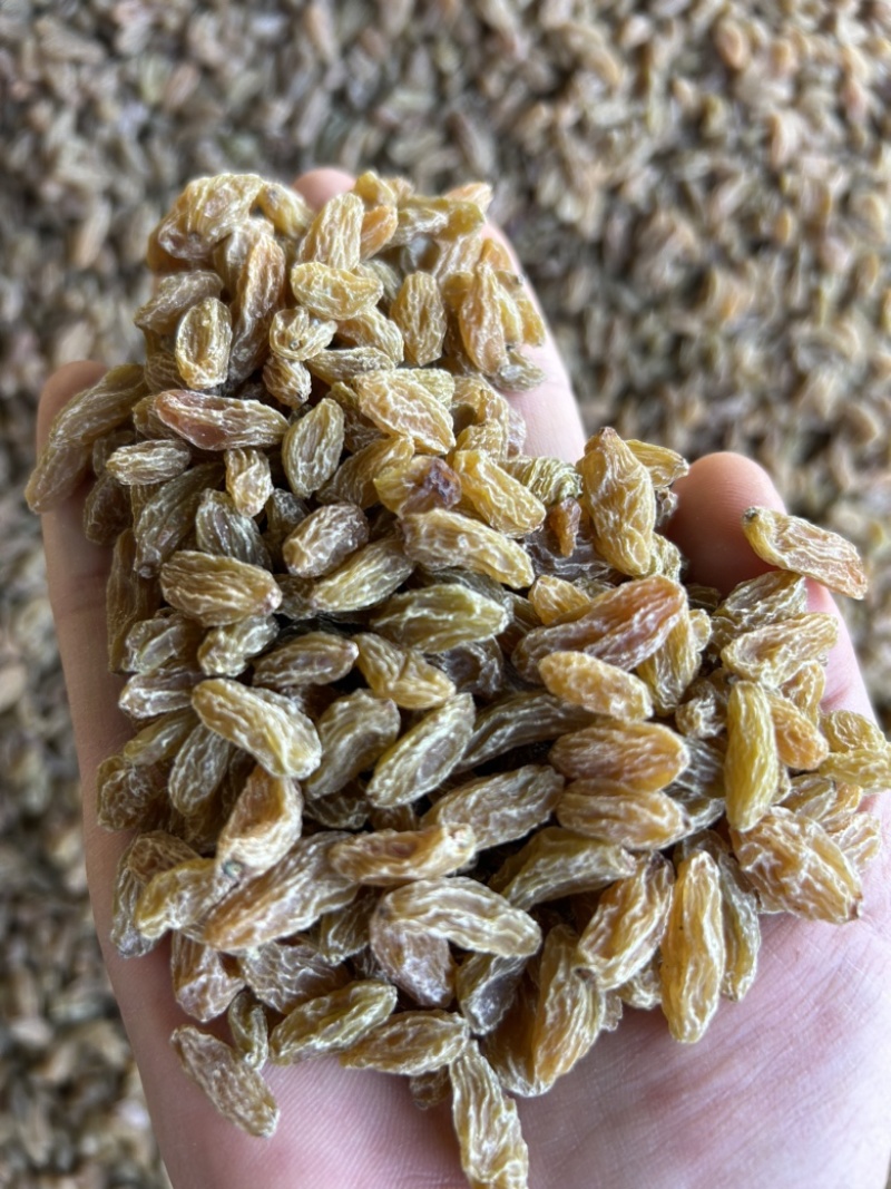 新疆吐鲁番无核白葡萄干黄，都是现在，量大从优